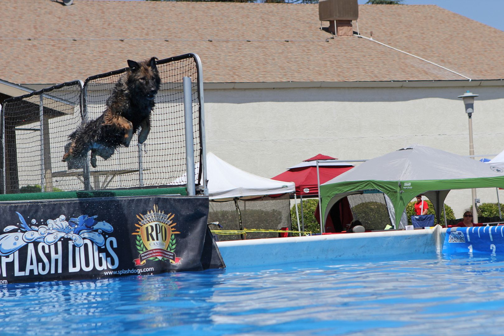 Splash Dogs dock diving pics! German Shepherds Forum